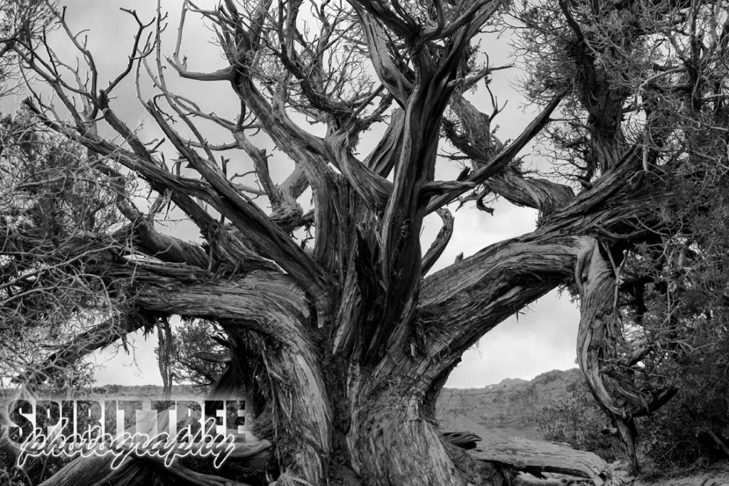 A Spirit Tree In Black And White