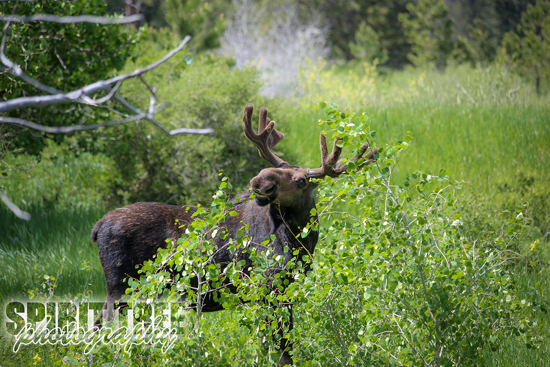 Moose in Northern Colorado