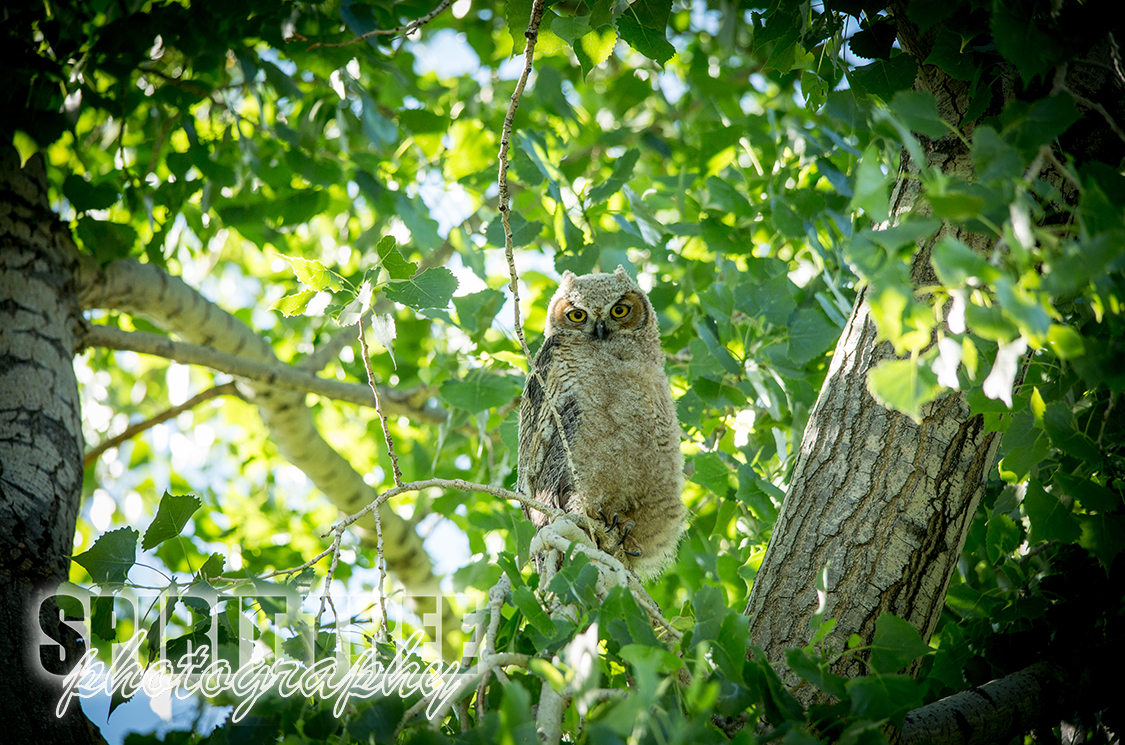 Baby Owl in Castle Rock, Colorado