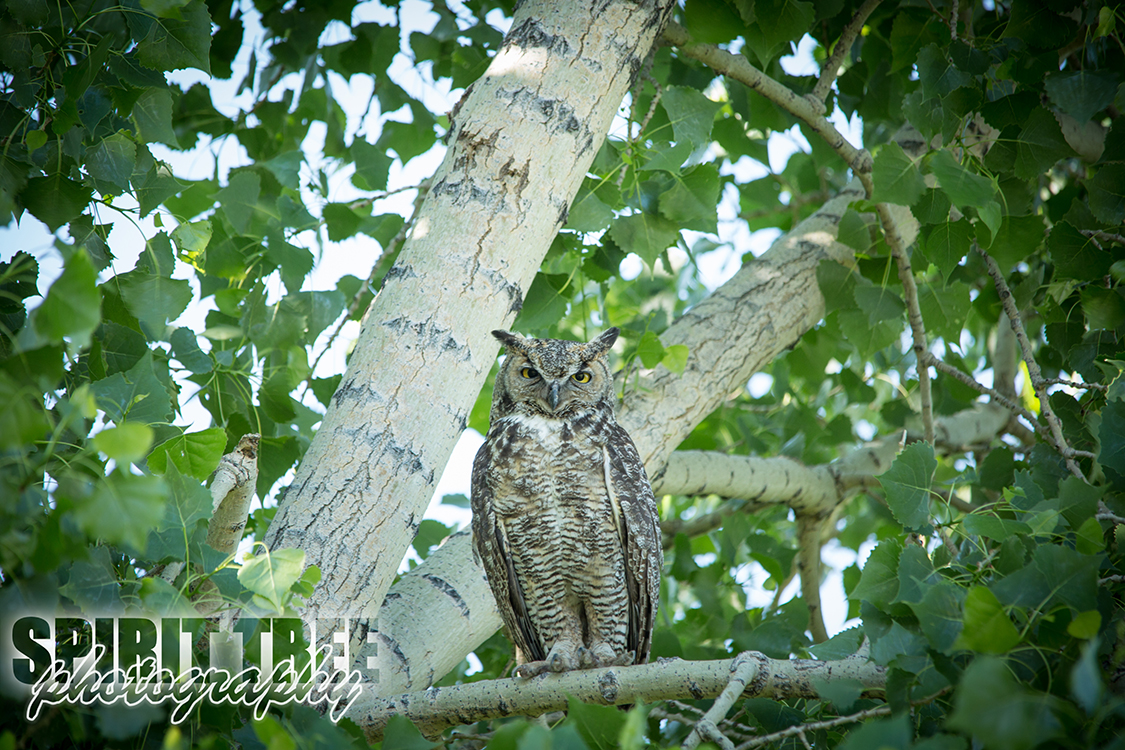 Wise Old Owl in Castle Rock, Colorado