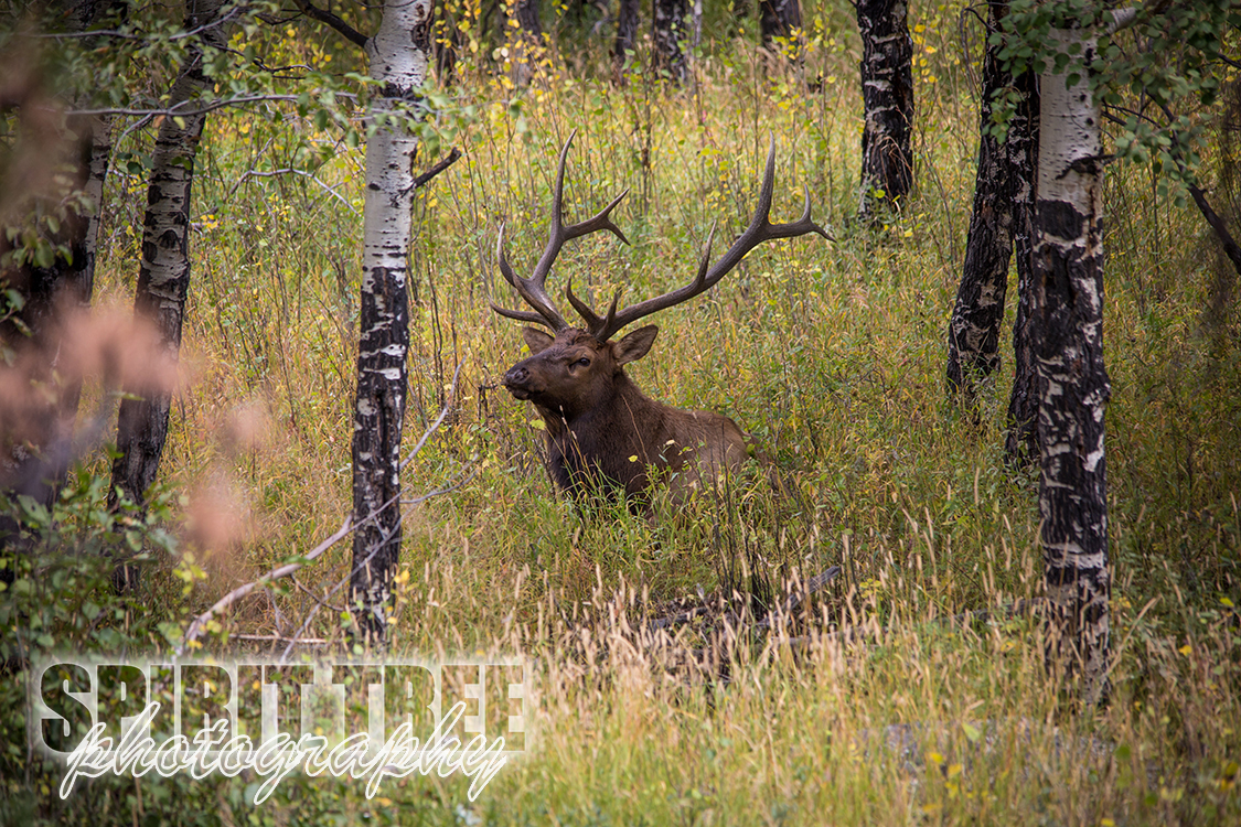 Resting Elk 2, Estes Park, Colorado
