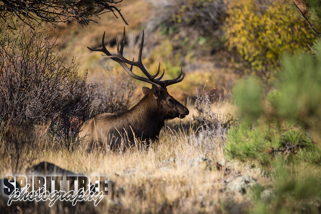 Resting Elk in Estes Park, Colorado