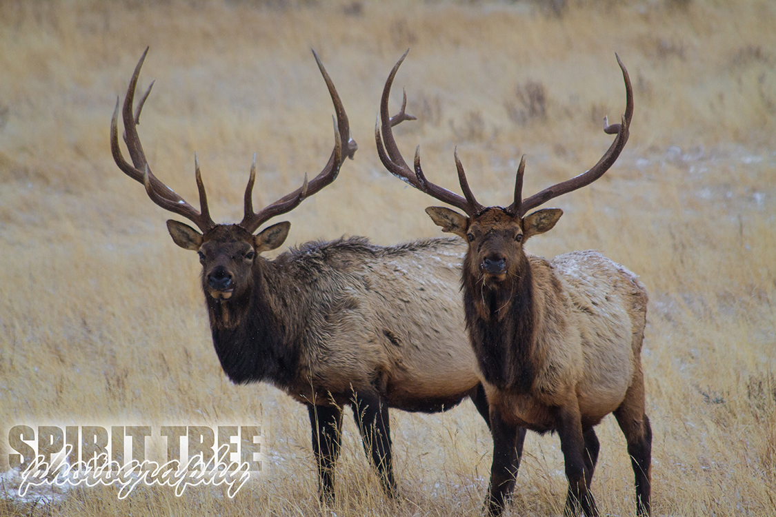 Grand Elks in Rocky Mountain National Park