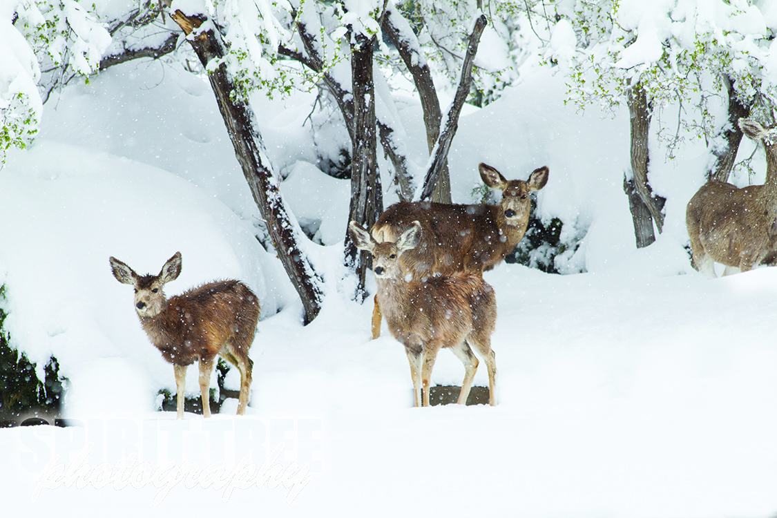 Deer in Spring Snow